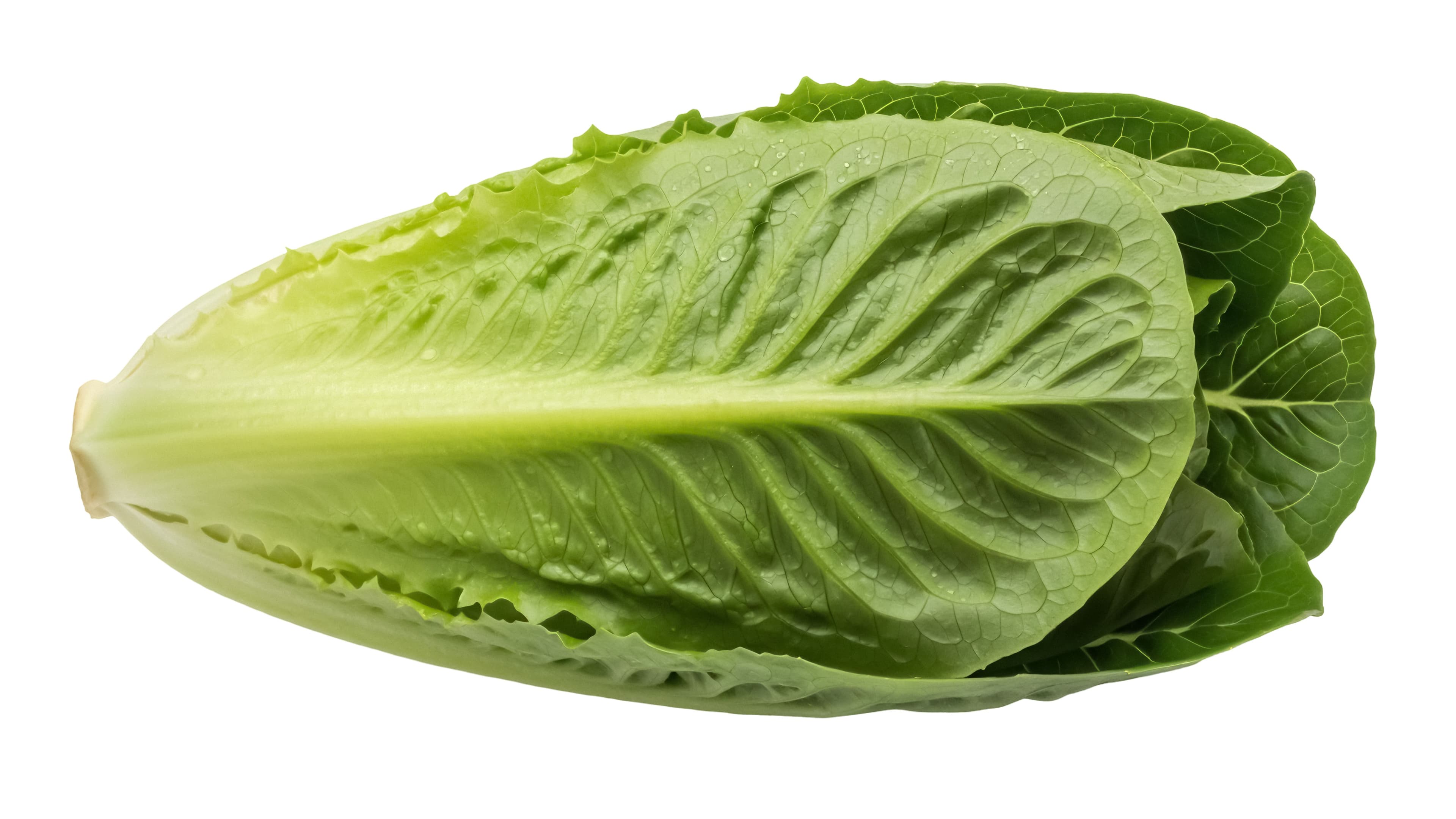 Lettuce