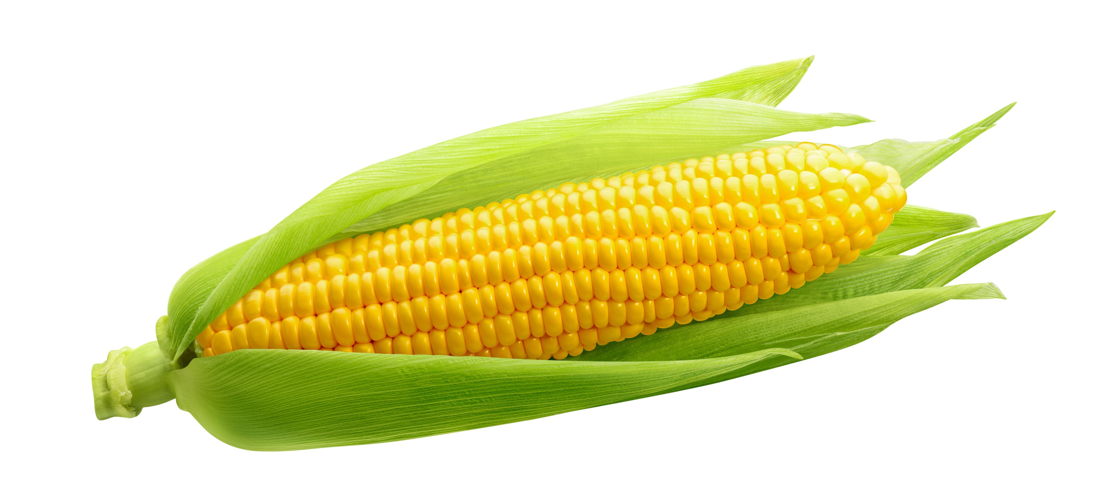 Ear of corn